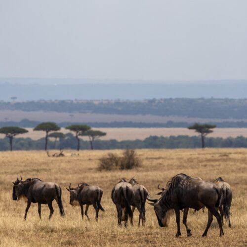 10 days kenya safari