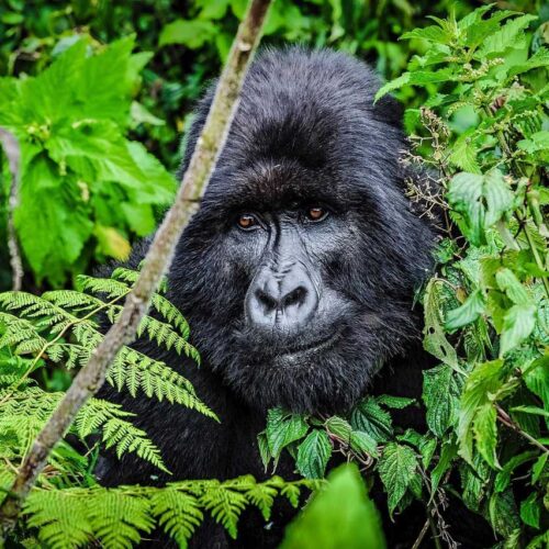3 days gorillas in rwanda