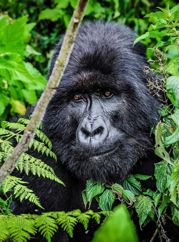 3 days gorillas in rwanda
