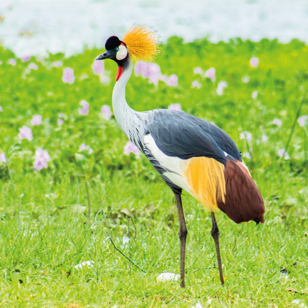 Tour in Uganda- Uganda Cranes