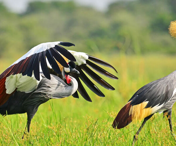 Uganda