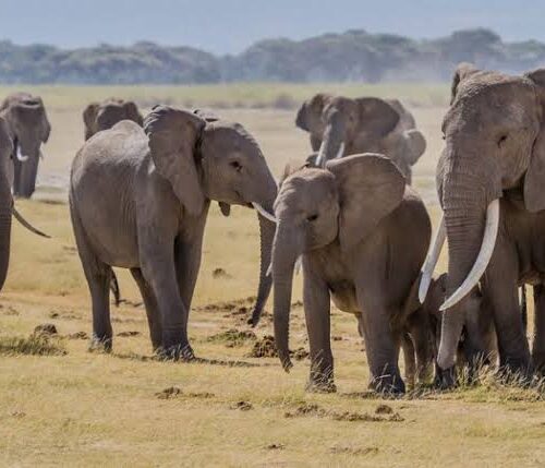 10 day Kenya safari