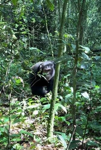 chimpanzee