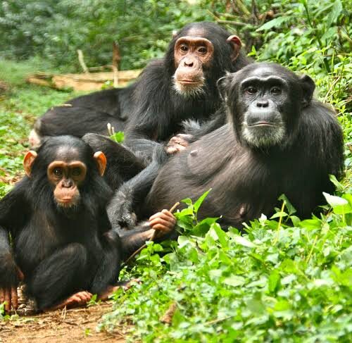 5 days chimpanzee trekking