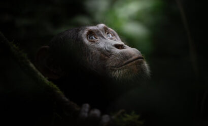 chimpanzee experince
