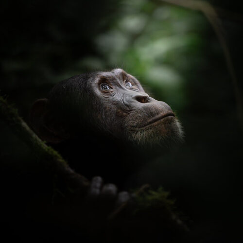 chimpanzee experince