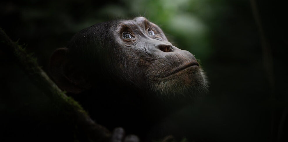 chimpanzee experince