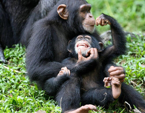 chimpanzee -7 days Uganda safari
