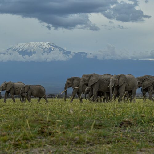 elephants- 10 day KE&TZ