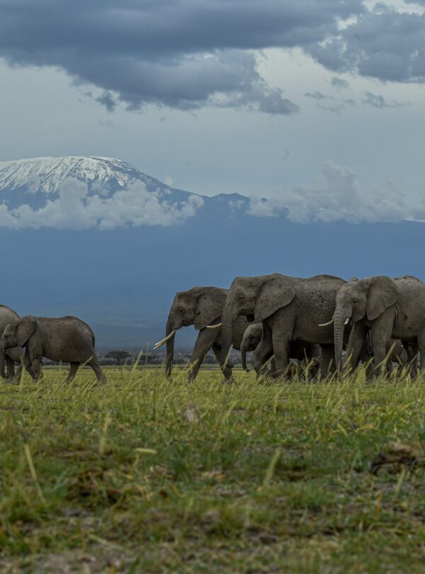 elephants- 10 day KE&TZ
