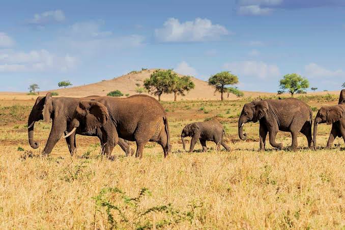 guided tours in Uganda elephants in narus
