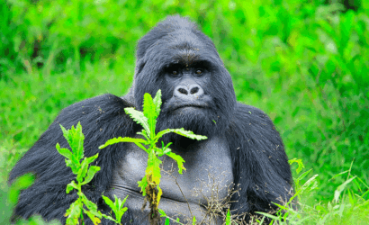 5 days gorilla and chimpanzee trekking