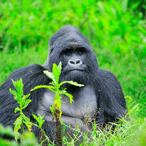 5 days gorilla and chimpanzee trekking
