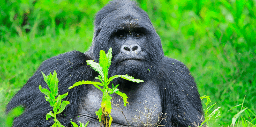 5 days gorilla and chimpanzee trekking