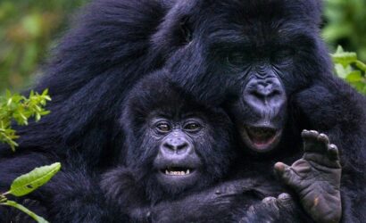 3 days gorilla safari in Rwanda