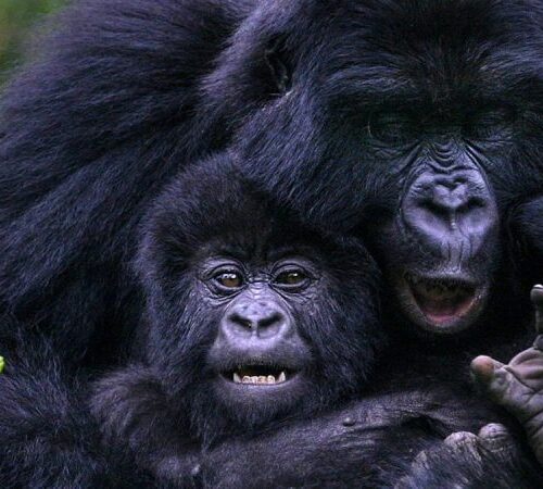 3 days gorilla safari in Rwanda