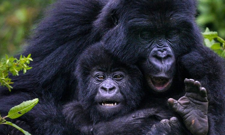 3 days gorilla safari in Rwanda