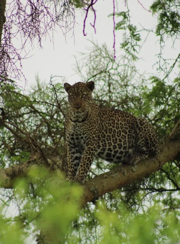 jungle safari in Uganda