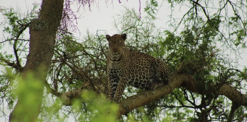 jungle safari in Uganda
